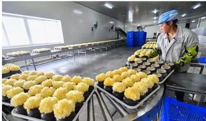 訪企業、解難題、促“六穩”——尤溪 深入項目一線為企精準把脈，力促商貿繁榮發展